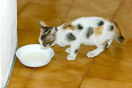 Kitten 饮用水牛奶哺乳动物眼睛猫科宠物尾巴小猫婴儿乐趣猫咪孩子图片