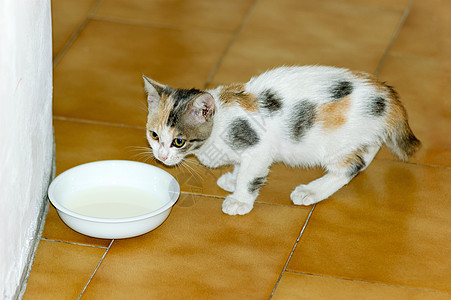 Kitten 饮用水牛奶眼睛晶须猫咪新生动物头发猫科婴儿小猫食物图片