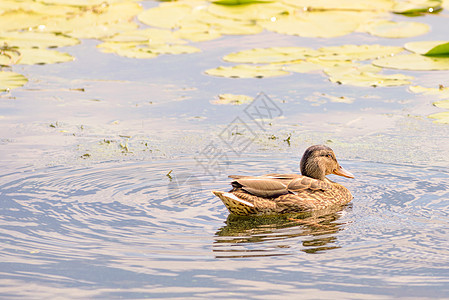 女性鸭子游泳动物反射野生动物背景黄色池塘金子荒野母亲男性图片