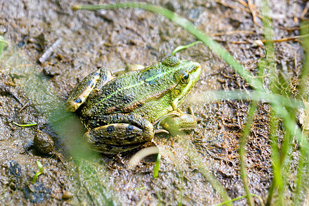 绿青蛙芦苇池塘荒野环境草本植物林蛙两栖宏观绿色动物图片