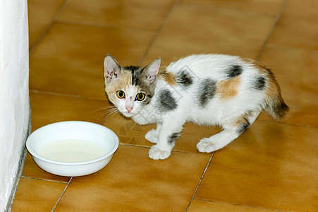 Kitten 饮用水牛奶猫科尾巴哺乳动物毛皮宠物婴儿动物食肉晶须乐趣图片
