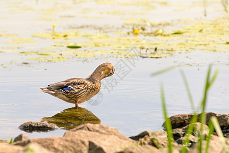 雌鸭子在岩石上男性背景池塘野生动物女性荒野黄色金子母亲动物图片