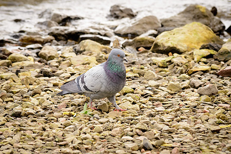 江边的鸽子灰色白色石头自由羽毛荒野野生动物动物岩石图片