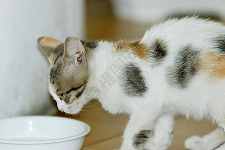 Kitten 饮用水牛奶孩子乐趣宠物婴儿小猫新生晶须眼睛食物哺乳动物图片