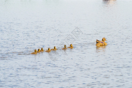 河上的女性鸭子和鸭子野生动物团体母亲动物池塘婴儿小鸭子黄色反射家庭图片