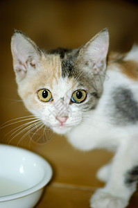 Kitten 饮用水牛奶孩子动物晶须尾巴眼睛婴儿哺乳动物小猫食物毛皮图片