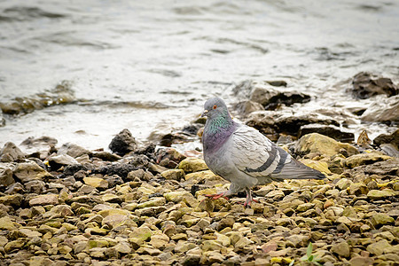 江边的鸽子自由岩石灰色白色动物荒野石头野生动物羽毛图片