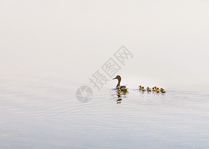 鸭子和小鸭子游泳团体池塘新生反射女性母亲黄色荒野孩子图片