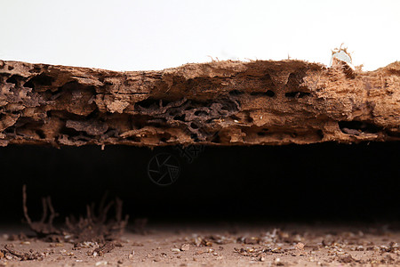 被白蚁或白蚁选择性聚焦吃掉的白蚁巢穴白蚁巢穴背景纹理木头损害土壤殖民地隧道蚂蚁木质爬坡害虫图片