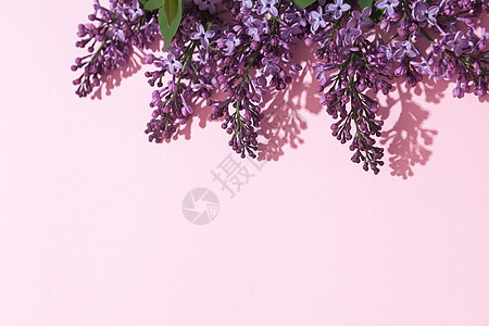 粉红色背景的紫色花束花朵 时髦花卉贺卡妈妈们花园叶子作品问候语树叶明信片卡片静物植物图片