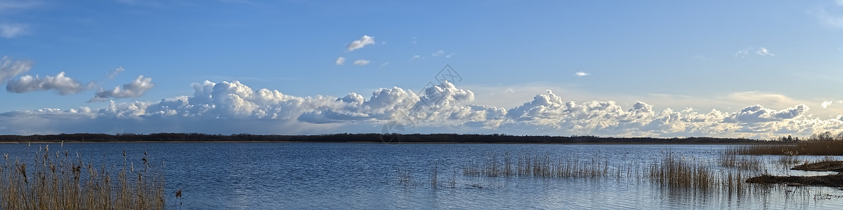 蓝天和天空上的大云 一个湖 地平线上有一片森林 天空多云 湖边的夏日 马尔杜 爱沙尼亚 全景图片