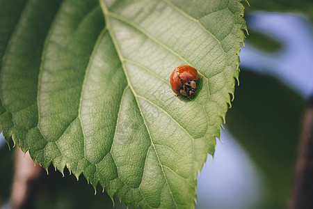 树叶上的迷彩虫绿色覆盆子瓢虫叶子环境植物红色生态昆虫漏洞图片