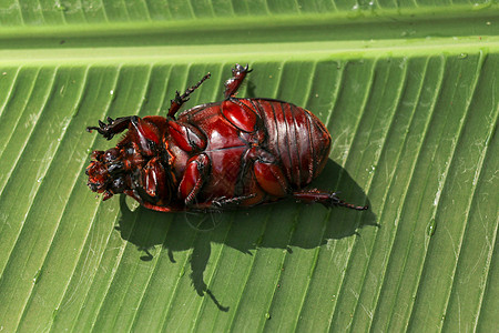 微距镜头欧洲犀牛甲虫的视图 在一片绿色的叶子和花上 自然界中美丽甲虫的微距拍摄 雄性犀牛甲虫的特写镜头 惊人的自然背景野生动物荒野羚羊学背景