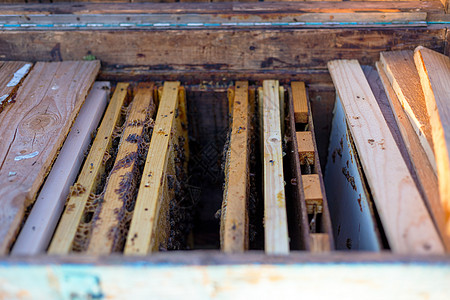 铝蜂窝打开蜜蜂蜂巢和蜂窝架背景