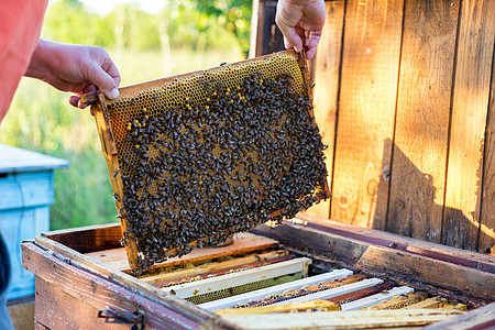 男人拿着蜂蜜网框架检查蜜蜂蜂房阳光职业养蜂业工人养蜂人日落蜂窝昆虫农场图片