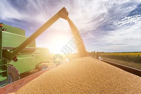 集成收割农机 收获黄金成熟的WHE种子食物谷物场景土地收割机机器国家机械金子图片