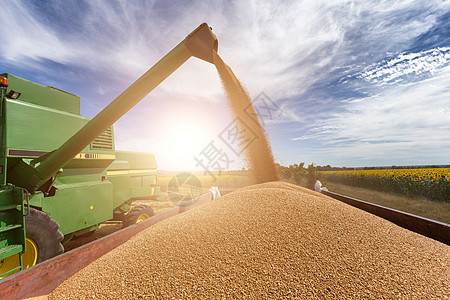 集成收割农机 收获黄金成熟的WHE工作农村金子土地拖拉机机器国家场景食物生产图片
