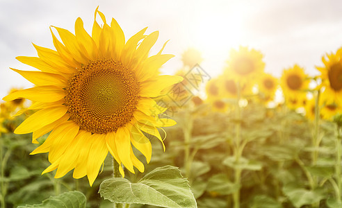 向日葵的领域 向日葵在田野上的特写植物天空黄色花粉太阳阳光农业生长晴天活力图片