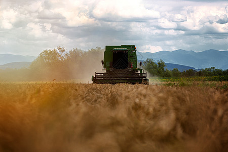 在小麦田上操作的合并收割器 收割为 Pr食物农业工作机械拖拉机粮食土地面包国家收割机图片
