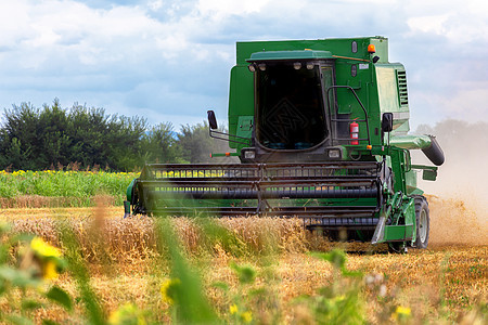 在阳光明媚的夏日收获小麦工作粮食场地食物农业国家农村拖拉机农田金子图片