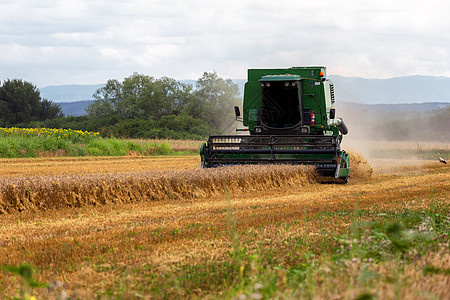 在阳光明媚的夏日收获小麦收割机拖拉机农业场地收成农村机器粮食工作土地图片