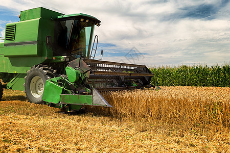 在阳光明媚的夏日收获小麦谷物场地食物面包拖拉机金子农业农田机械粮食图片