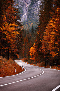 秋天与Bauti在Dolomites的长途公路山口沥青森林国家风景旅游运输自由自然爬坡山脉图片