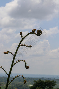 的幼叶卷起 随着它们的生长 它们展开直到达到水平位置 西印度树蕨产于叶子底部的小孢子囊中蕨类桫椤荒野自然公园植物宏观植物群绿色植图片