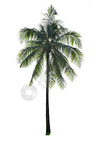 孤立的椰子树异国白色树叶椰子植物绿色情调绿色植物核桃属热带图片