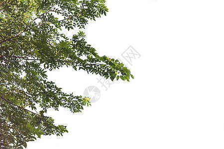 在白色背景中隔离的绿叶和树枝环境日光财产小腿框架植物群地面生长植物项目图片