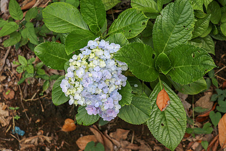 选择性地关注青蓝 紫色Hydrangea或Hortensia花丛的美丽灌木 夏季阳光下的Hydrangya大型植物和绿叶 自然背图片