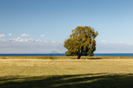 伊塞克湖-库尔湖岸边孤单的枯树图片