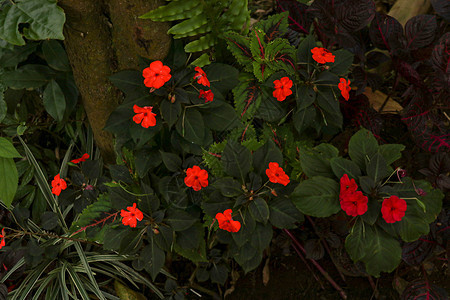 五颜六色的花坛 学名 粉红色 橙色 白色或红色的花朵 夏花凤仙花 Walleriana 香脂 凤仙花 花园香脂 桑给巴尔香脂花瓣图片