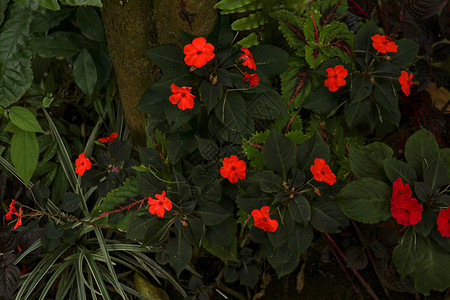 五颜六色的花坛 学名 粉红色 橙色 白色或红色的花朵 夏花凤仙花 Walleriana 香脂 凤仙花 花园香脂 桑给巴尔香脂植物图片