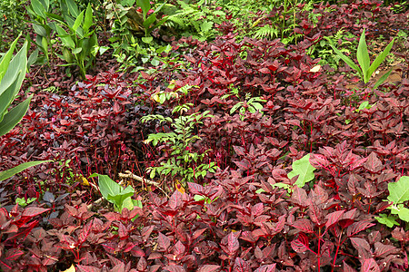 常绿开花植物天门冬科 红色植物对东南亚传统的万物有灵宗教具有重要的文化意义 为食品栽培传统医学运气紫色热带宏观森林花园边缘公园植图片
