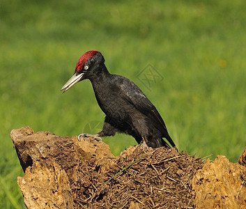 黑木鸟 马提乌斯钻在老干枝上栖息地木头森林观鸟动物野生动物山毛榉红色羽毛荒野图片