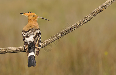 欧亚胡波或乌普帕埃波 美丽的棕色鸟动物猎物野生动物翅膀羽毛荒野波峰动物群流行音乐图片