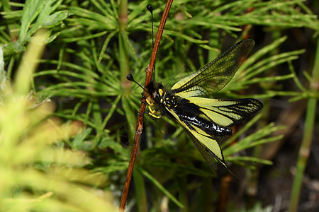 在树林里 树枝上的叶拉拉夫莫特里森林蜻蜓蝴蝶动物昆虫宏观图片