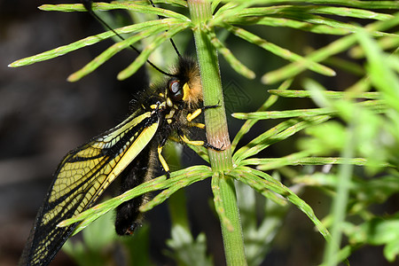 在树林里 树枝上的叶拉拉夫莫特里宏观森林昆虫动物蝴蝶蜻蜓图片