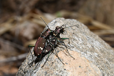 一匹马甲虫在地上动物宏观蝴蝶昆虫森林背景图片