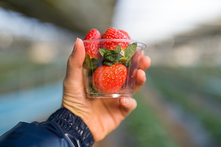 手持新鲜草莓红色农场浆果食物水果图片