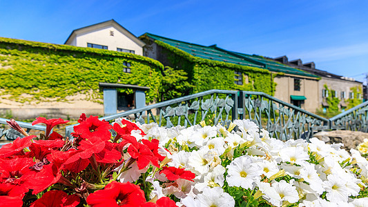 日本北海道札幌的夏季图片