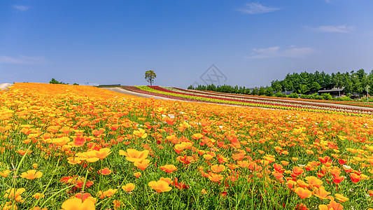 日本北海道夏日盛大多彩花朵田农场旅行花园薰衣草农业植物场地农村图片