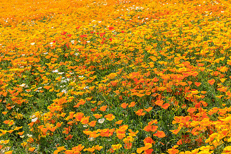 日本北海道夏季多彩鲜花田旅行植物花园农场农业全景农村薰衣草图片