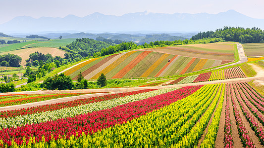 日本北海道夏日盛大多彩花朵田农业植物场地旅行花园薰衣草农村农场图片