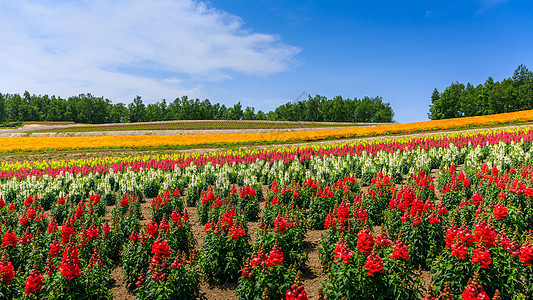 日本北海道夏日盛大多彩花朵田旅行农村薰衣草植物农业花园农场场地图片