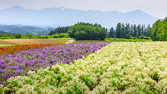 日本北海道夏季多彩鲜花田花园薰衣草全景植物旅行农业农村农场图片