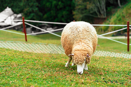 野里吃草的羊羊绿色农场场地农田草地农村农业羊肉背景图片