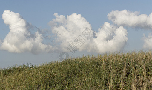 Texel  沙丘荒野天空海岸线蓝色植被绿色旅行海岸风景植物图片