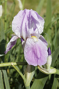 施韦特利利伊里斯鸢尾花宏观绿色花瓣植物群蓝色紫色花园植物植物学图片